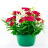 GiftsAfterLife Faux Carnation & Orchid Potted Flowers