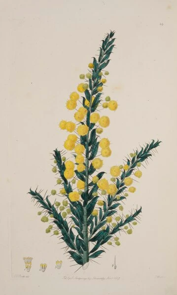 Acacia Australasica
