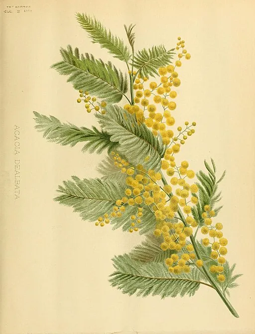 Acacia Dealbata