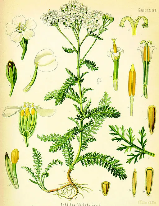 Vintage drawing of Achillea Yarrow symbolising protection and healing.