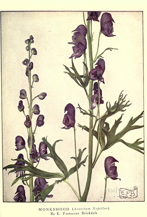 Botanical print of Aconite Monkshood symbolising caution.
