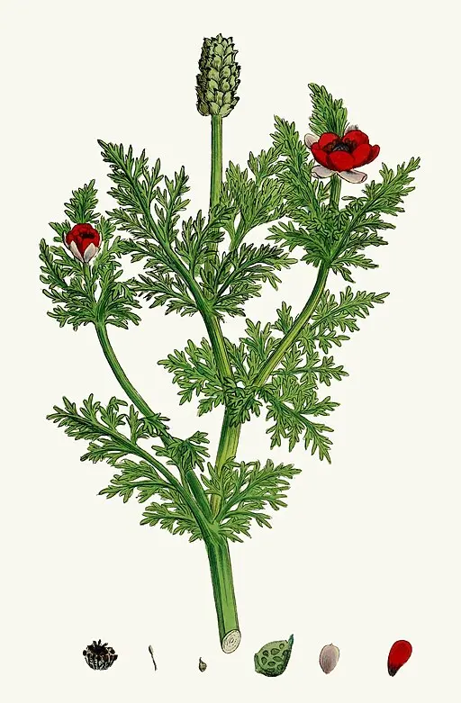 Vintage illustration of Adonis flower symbolising rebirth and painful memories.