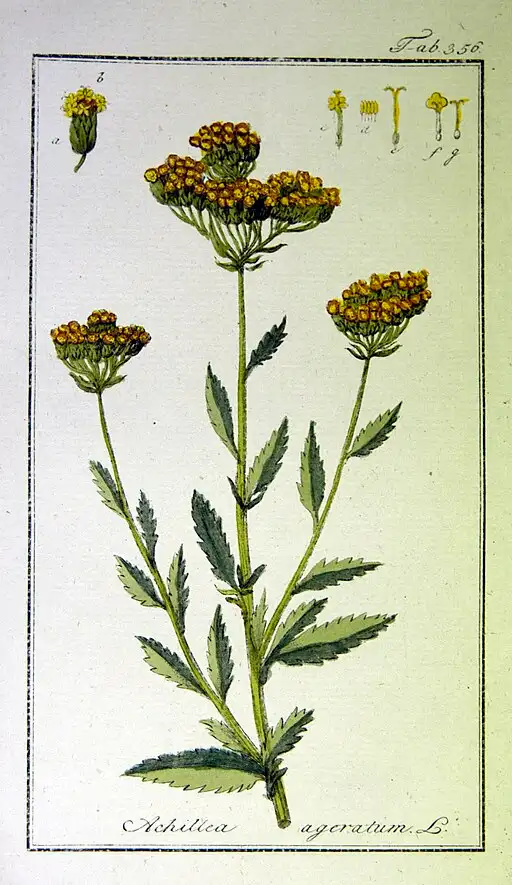 Botanical drawing of Ageratum symbolising trust and emotional stability.