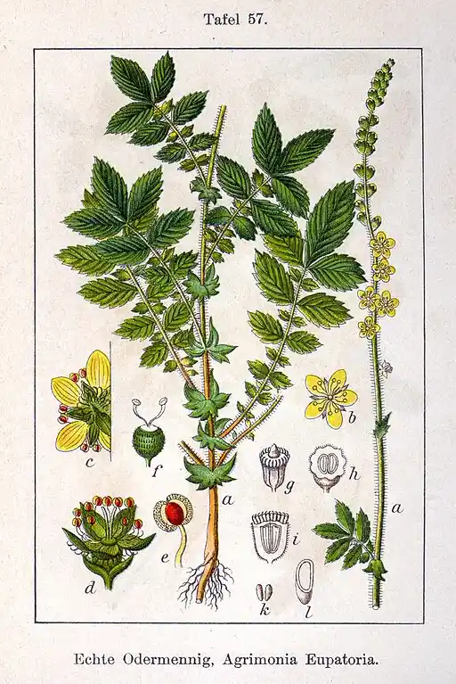 Vintage Agrimony illustration symbolising thankfulness and gratitude.