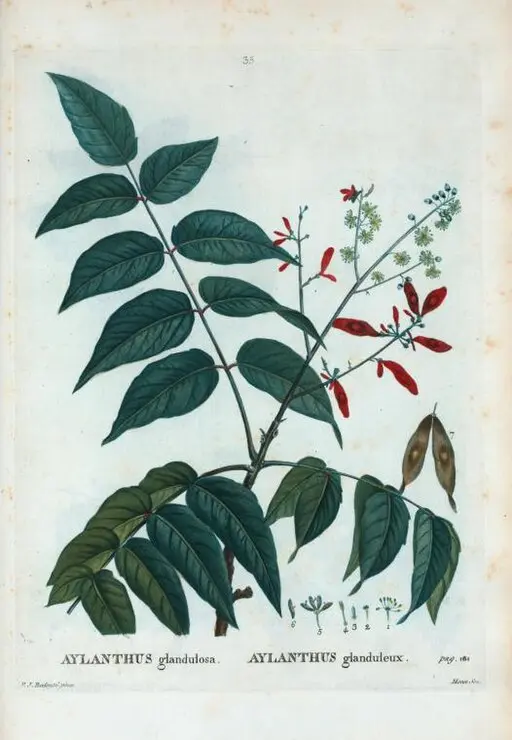 Ailanthus Altissima