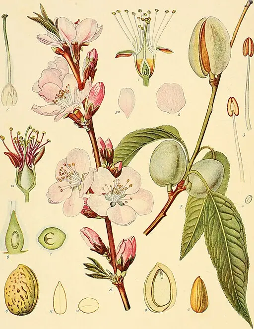 Delicate Almond Blossom illustration symbolising hope and watchfulness.