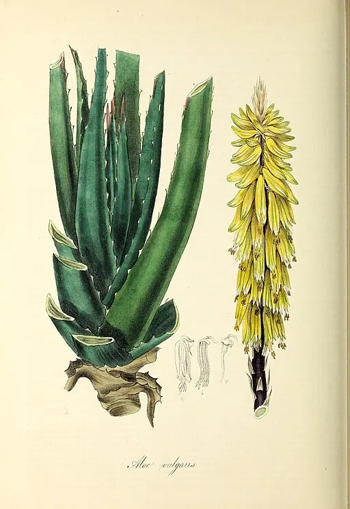 Botanical illustration of Aloe symbolising grief and bitterness but also healing.