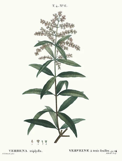 Aloysia citrodora (Lemon Verbena)