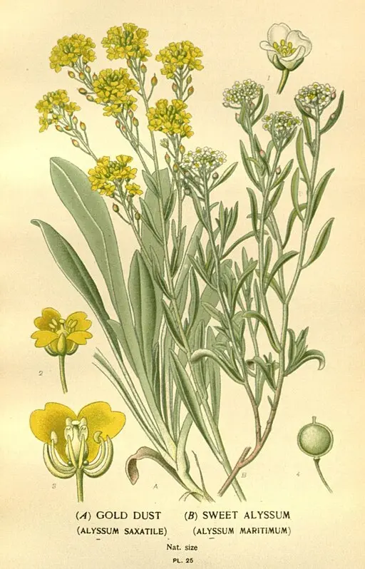 Alyssum Saxatile (Sweet Alyssum)