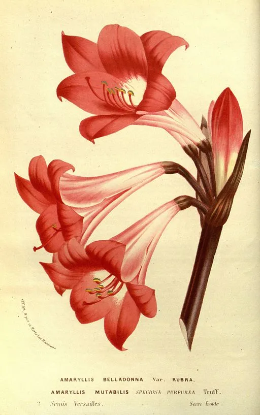 Vintage Amaryllis illustration symbolising pride and radiant beauty.