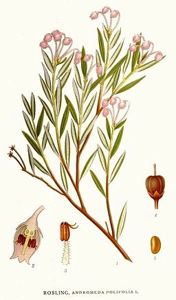 Andromeda Polifolia