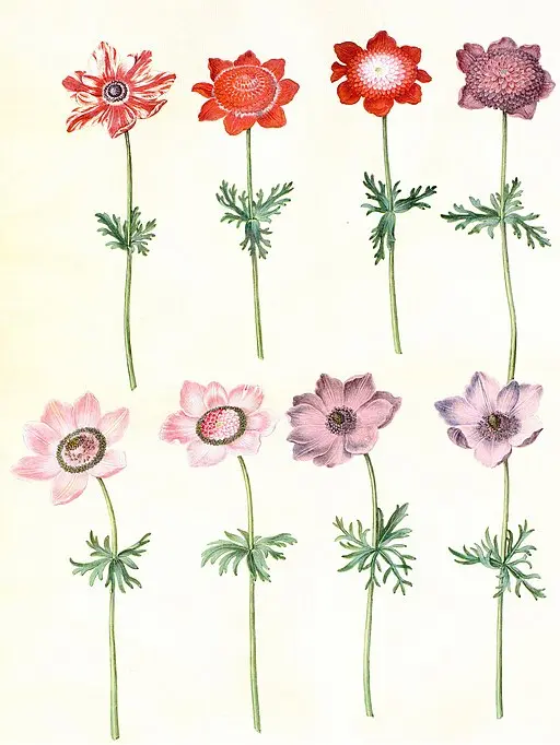 Faux Anemone flower symbolising anticipation and protection from evil.