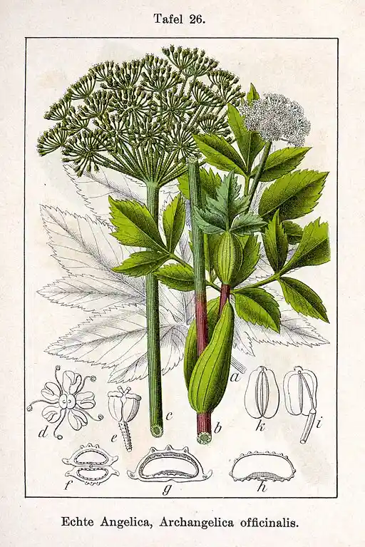 Angelica Archangelica