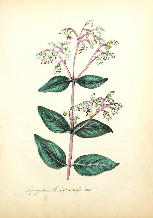 Apocynum androsaemifolium