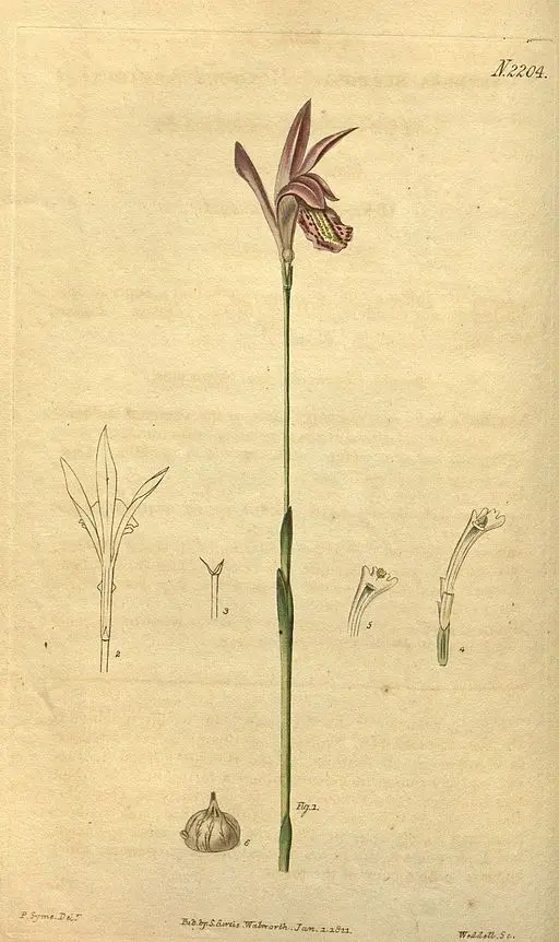 Arethusa bulbosa