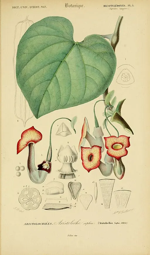 Aristolochia macrophylla