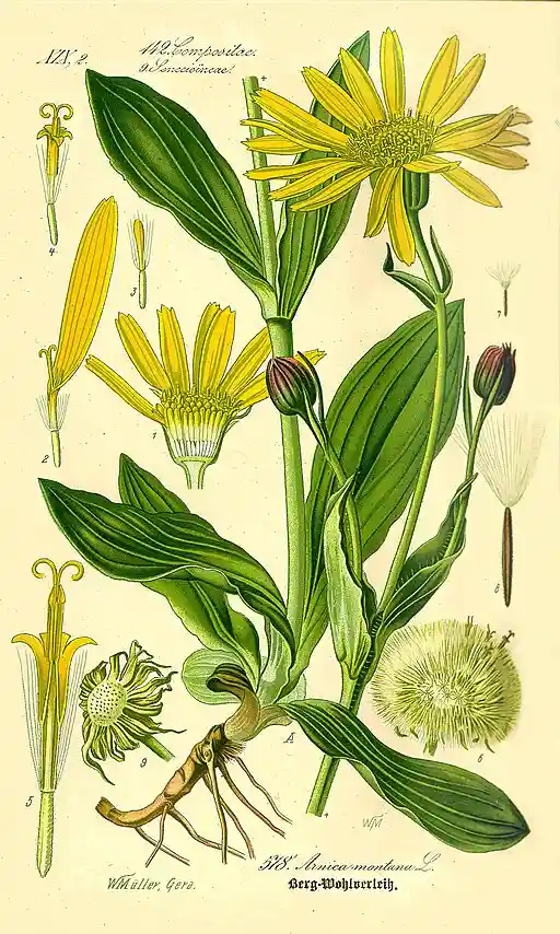 Arnica montana.