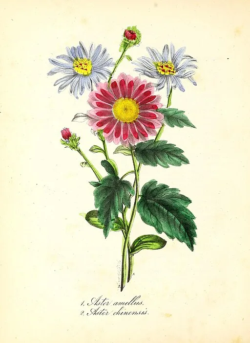 Faux Purple Aster symbolising patience, love, and daintiness.