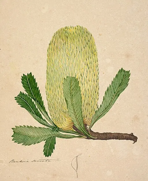 Faux Australian Banksia symbolising rebirth and rugged resilience.
