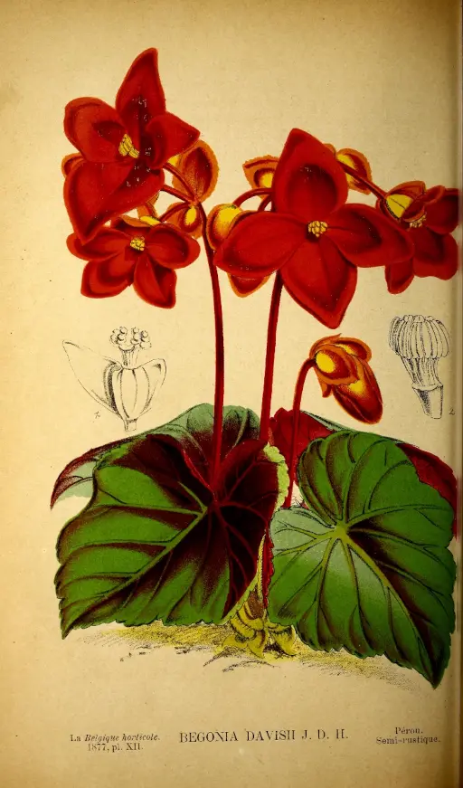 Vintage Begonia illustration symbolising deep thoughts and caution