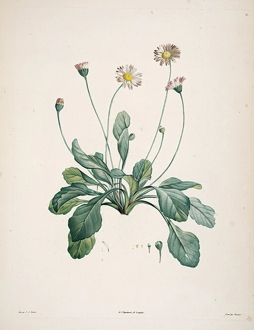 Faux Daisy symbolising innocence and loyal love.
