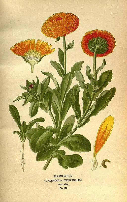 Vintage Calendula illustration symbolising grief, grace, and the sun.