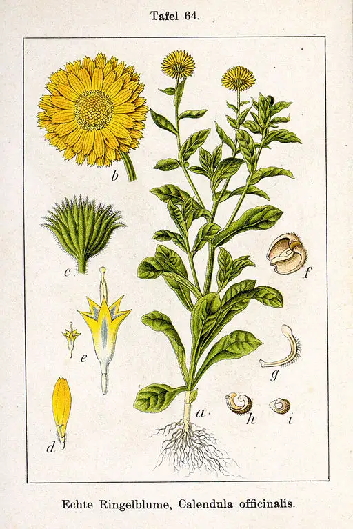 Botanical illustration Marigold symbolising grief and the sun.