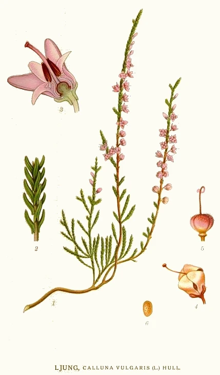 Vintage Heather illustration symbolising protection and good luck.