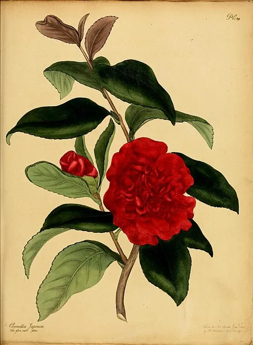 Camellia illustration symbolising longing and perfection.
