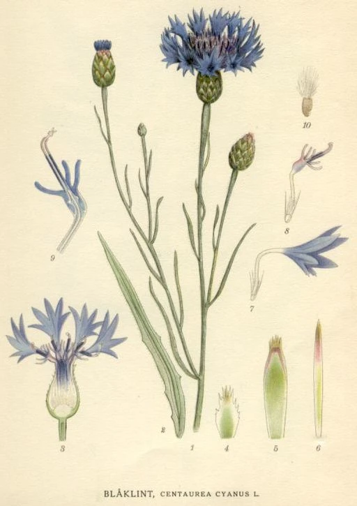 Vintage Cornflower illustration symbolising delicacy and refinement.