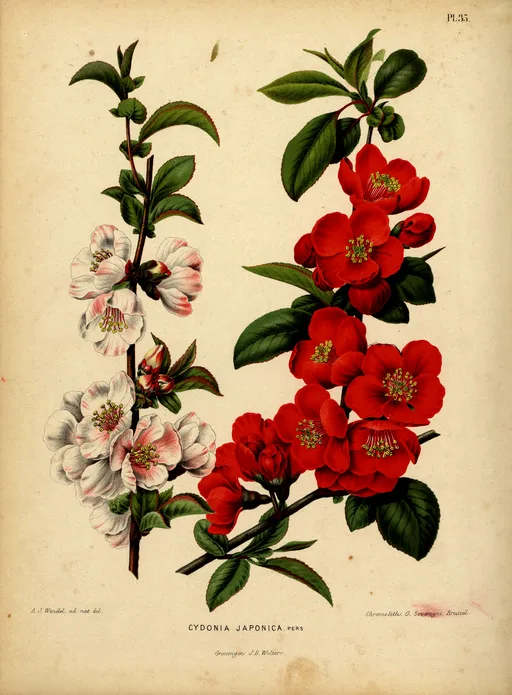 Flowering Quince branch symbolising perseverance.