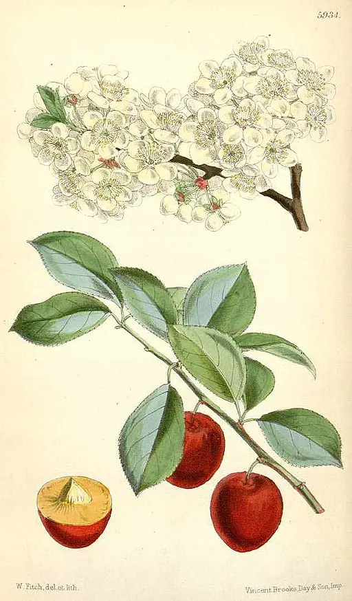 Cherry Blossom spray symbolising the transience of life and beauty.