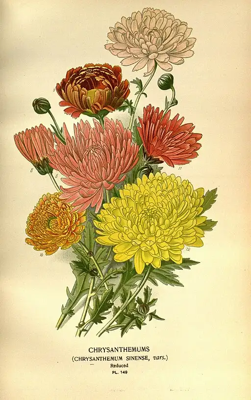 Chrysanthemum symbolising truth, grief, and loyalty.