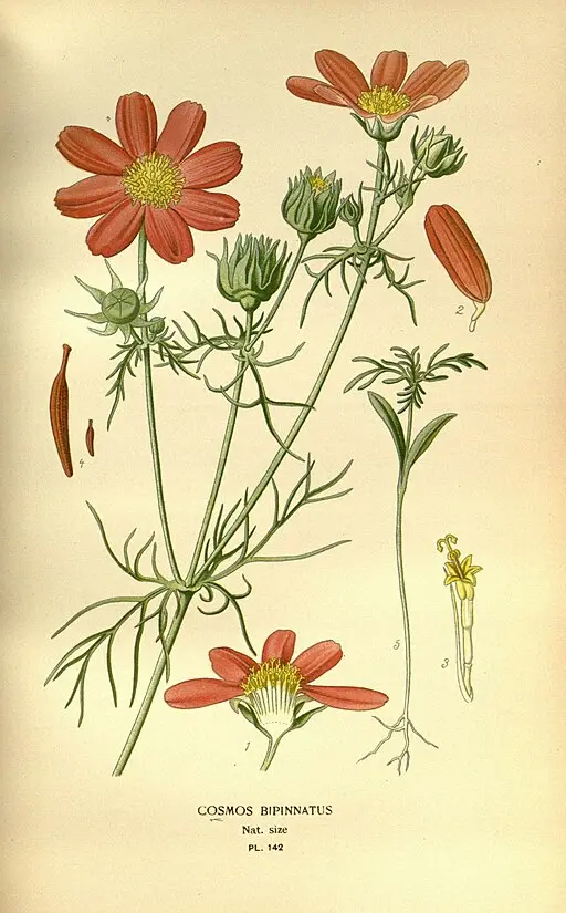 Cosmos flower symbolising peace, order, and harmony.
