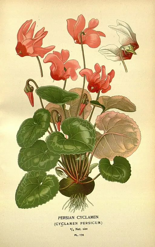 Botanical illustration of Cyclamen symbolising resignation and good-bye.