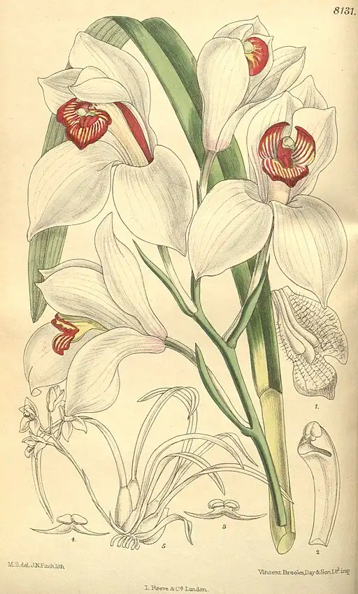 Faux Cymbidium Orchid symbolising eternal love and luxury.