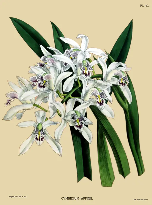 Cymbidium Boat Orchid symbolising luxury and moral excellence.