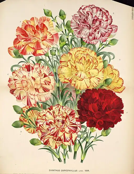 Faux Carnation bloom symbolising deep love and fascination.