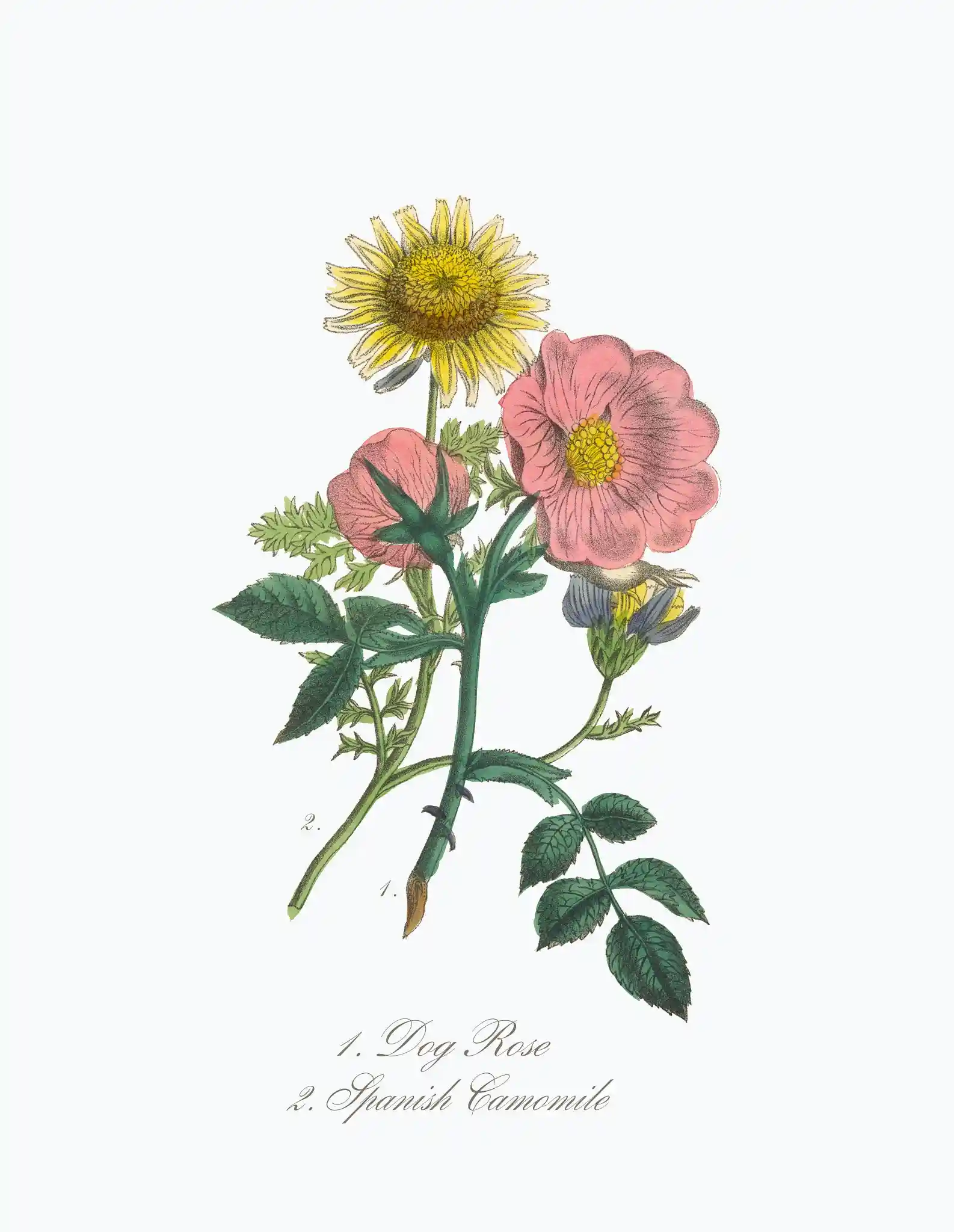 Dog-Rose-image