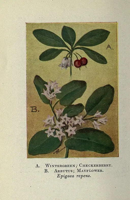 Epigaea repens (Mayflower)