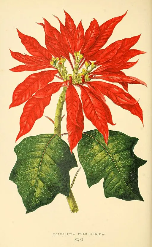 Botanical illustration of Euphorbia symbolising persistence.