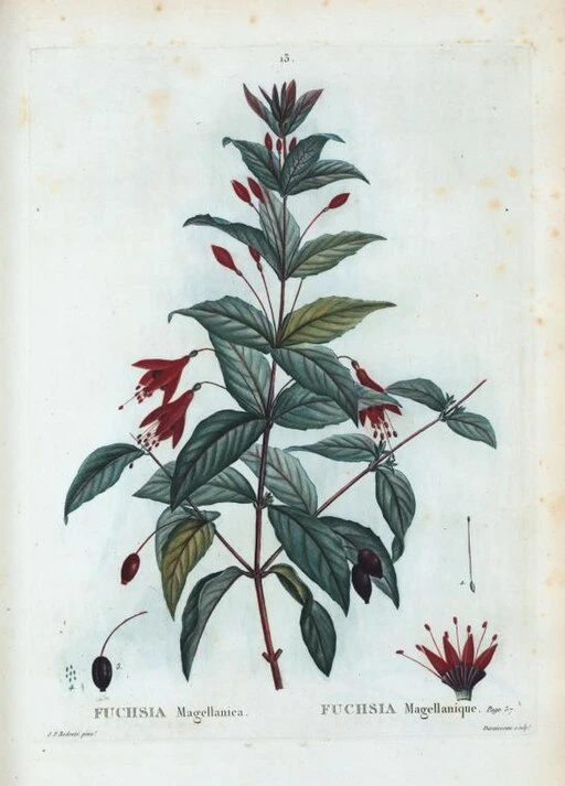 Vintage Fuchsia illustration symbolising confiding love and taste.
