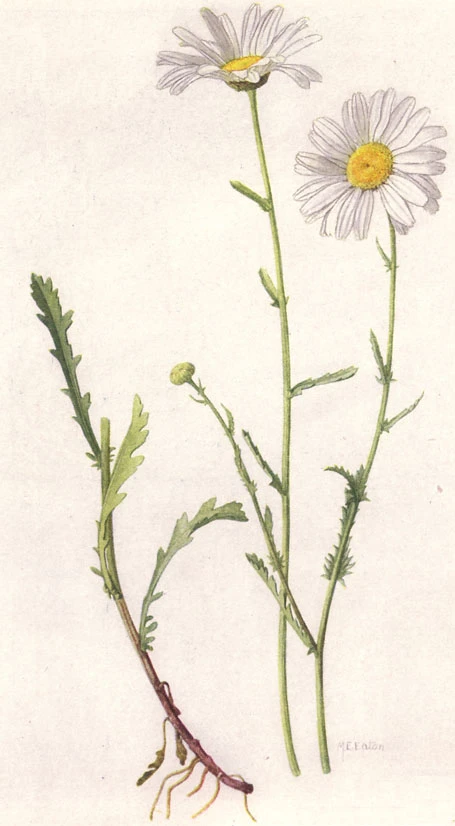 Faux Gerbera Daisy symbolising cheerfulness and innocence.