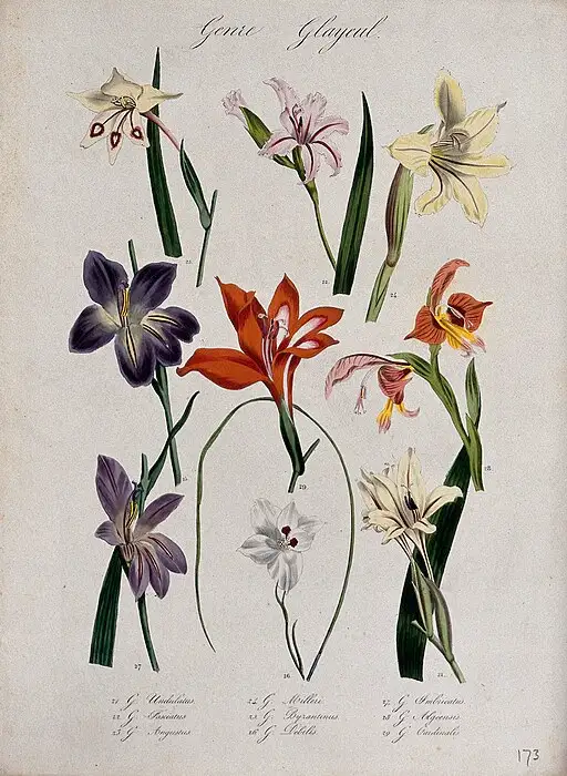 Gladiolus stem symbolising strength of character and integrity.
