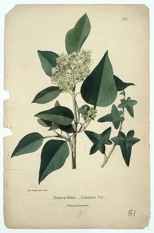 Ivy vine symbolising fidelity and wedded love.