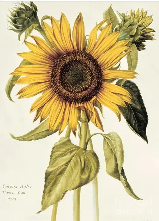 Sunflower symbolising adoration and loyalty.