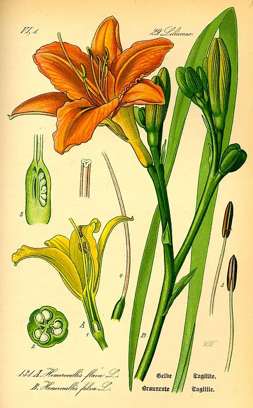 Yellow Daylily symbolising devotion and forgetting worries.