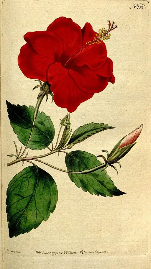 Botanical illustration Hibiscus flower symbolising delicate beauty.