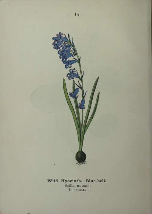 Vintage Bluebell illustration symbolising humility and gratitude.