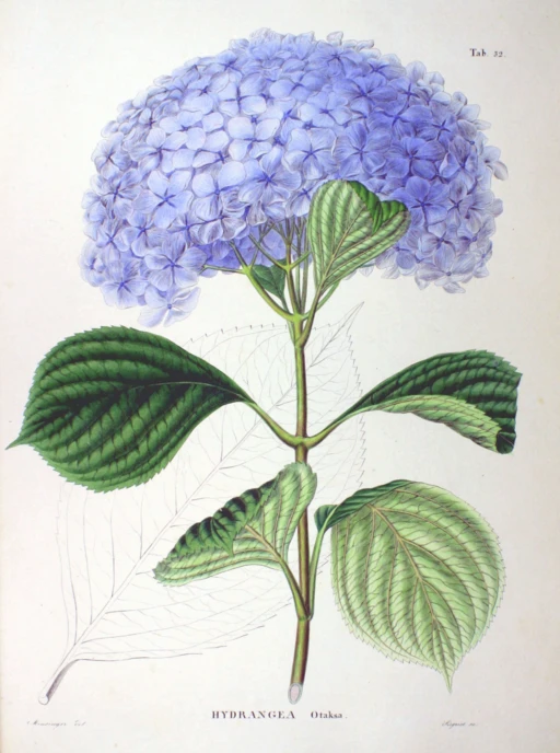 Hydrangea bloom symbolising heartfelt emotions and gratitude.